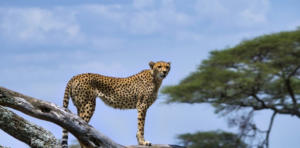 7 Days Great Serengeti Migration safari