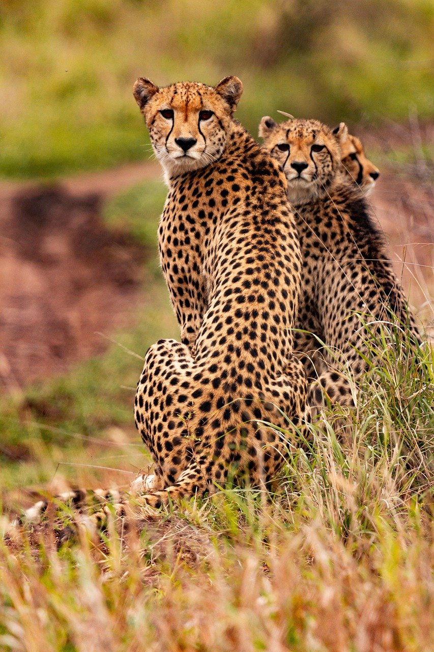 1 Day Tanzania Night Game Drive To Lake Manyara national park