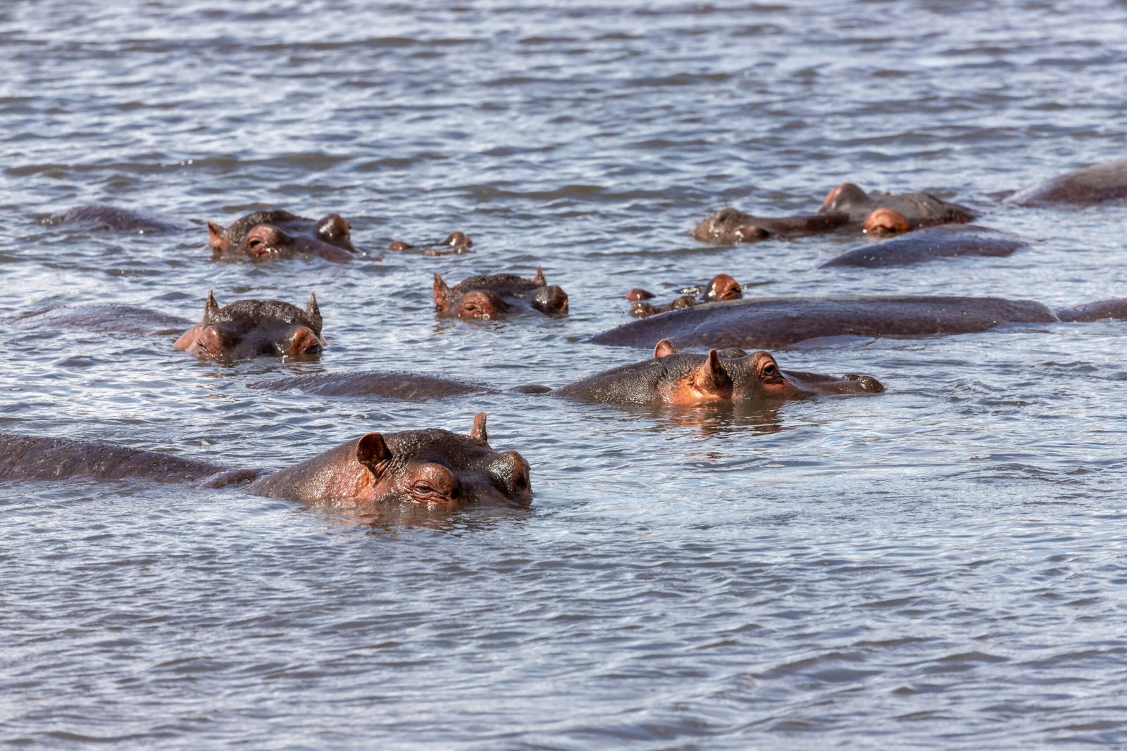 8 Days Uganda Budget Safari