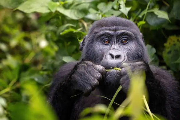 9 Days Rwanda Gorilla Trekking Tour