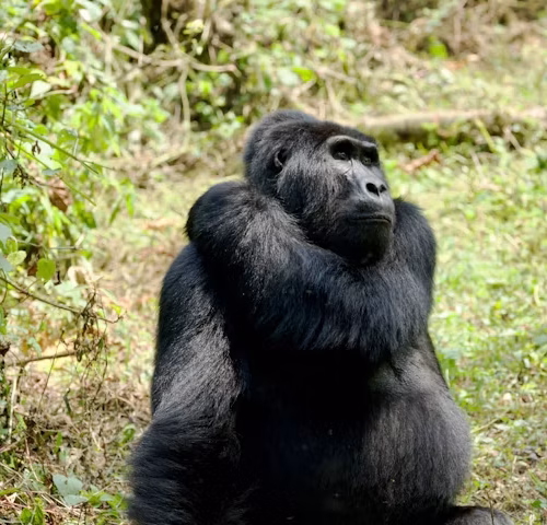 5 Days Rwanda Gorilla Trekking Tour
