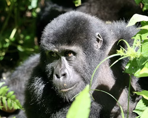 3 Days Gorilla Trekking in Bwindi Uganda