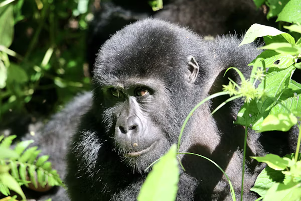 3 Days Gorilla Trekking in Bwindi Uganda