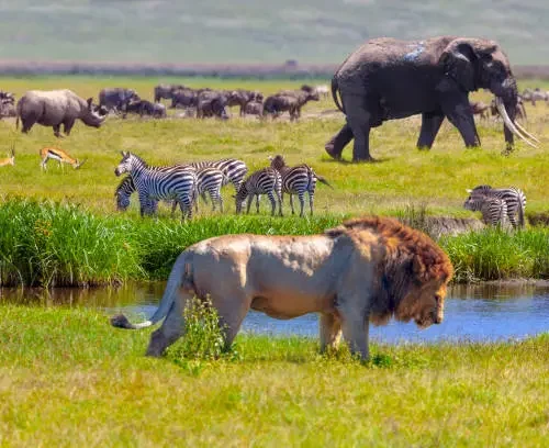 5 Days Tanzania sharing Group Join Safari