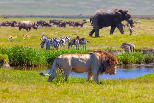 5 Days Tanzania sharing Group Join Safari