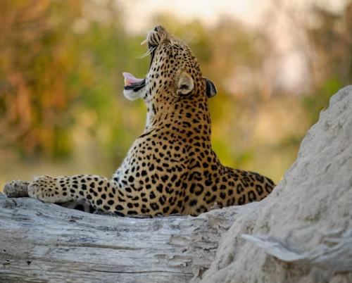 4 Days Tanzania Luxury Wildlife Safari