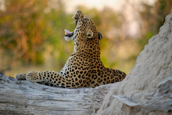 4 Days Tanzania Luxury Wildlife Safari