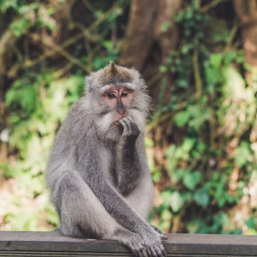 3 Days Golden Monkey Trekking and Rwanda Gorilla Safari