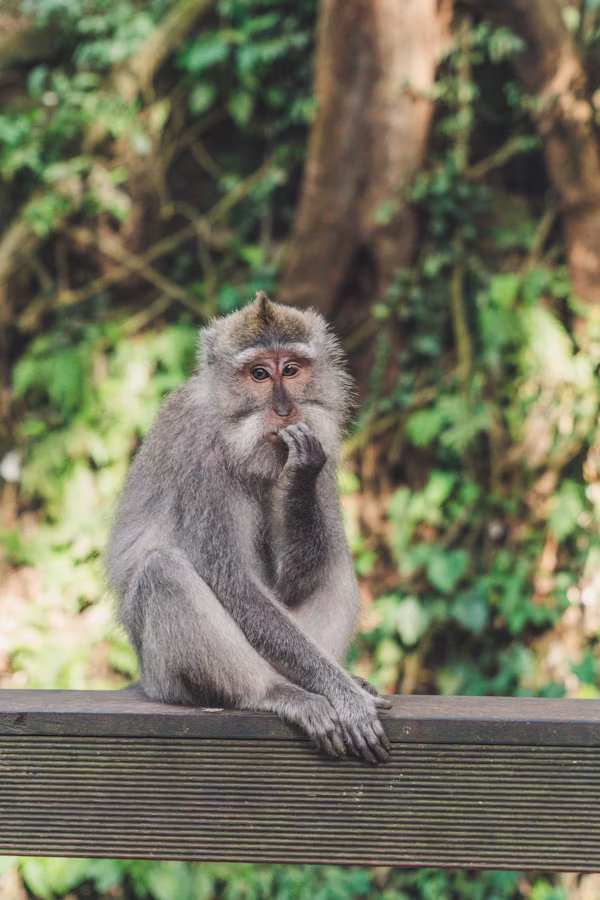 3 Days Golden Monkey Trekking and Rwanda Gorilla Safari
