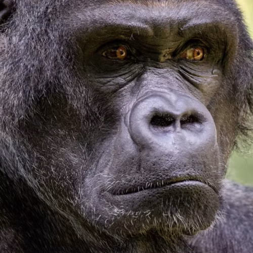 5 Days Rwanda Gorilla Trekking & Chimpanzee Tracking Safari