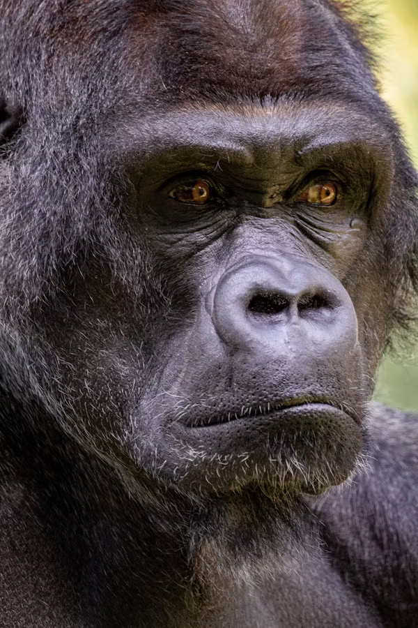 5 Days Rwanda Gorilla Trekking & Chimpanzee Tracking Safari