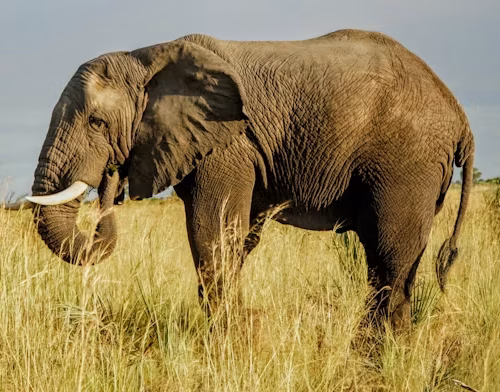 7 Days Great Serengeti Migration safari in Tanzania