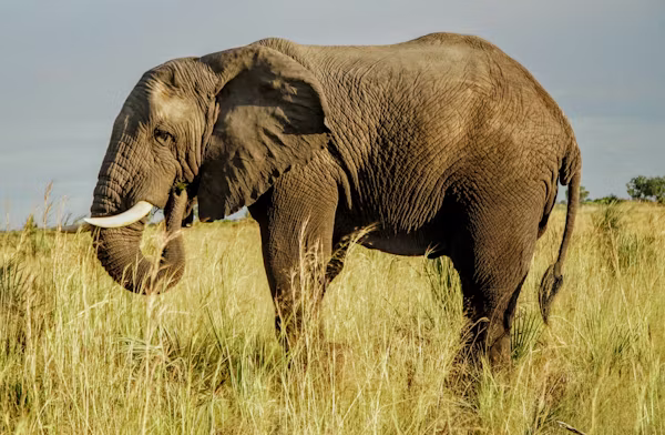 7 Days Great Serengeti Migration safari in Tanzania
