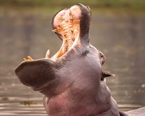3 Days Tanzania Honey Moon Safari