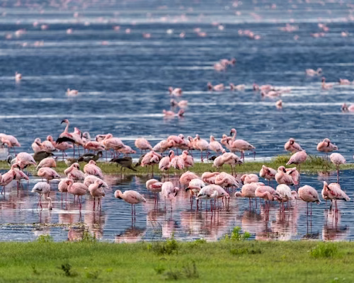 6 Days Tanzania Luxury Lodge Safari Package