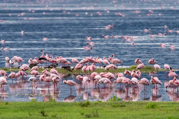 6 Days Tanzania Luxury Lodge Safari Package