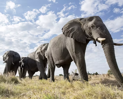 4 Days Group sharing Tanzania safari Package