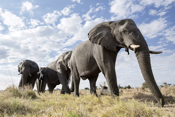 4 Days Group sharing Tanzania safari Package