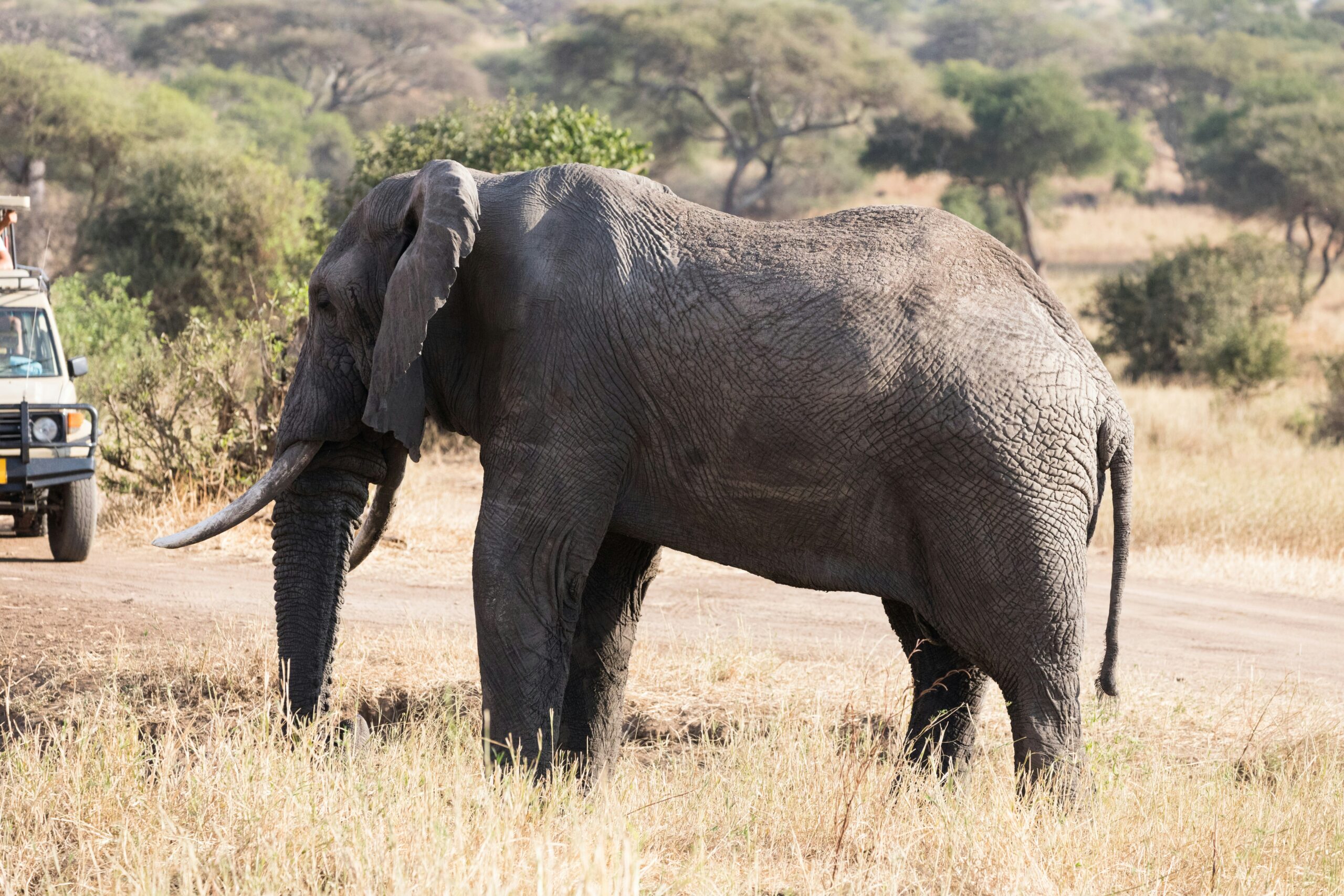 Boat Safari in Nyerere National Park