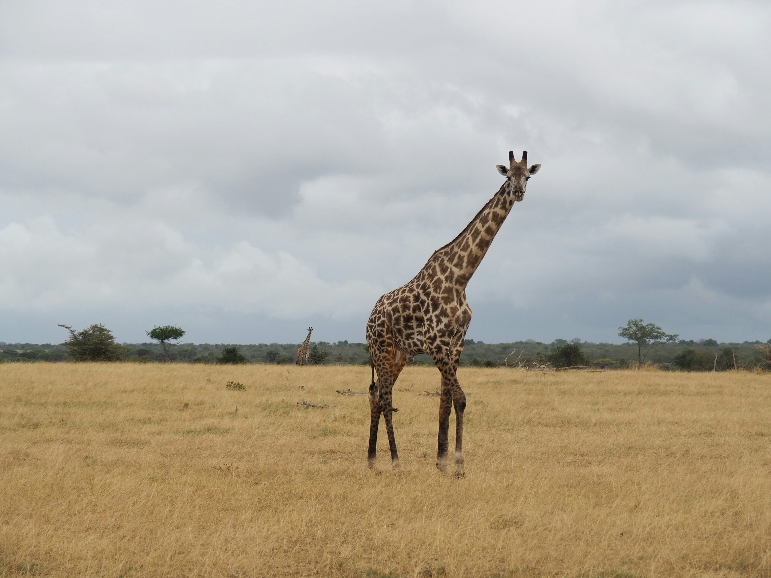 Arusha Giraffe Centre