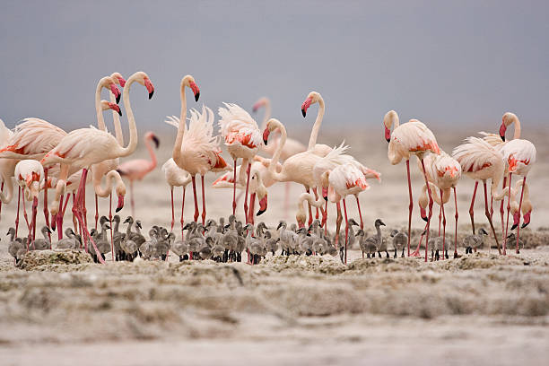 Walking safari in Nyerere National Park
