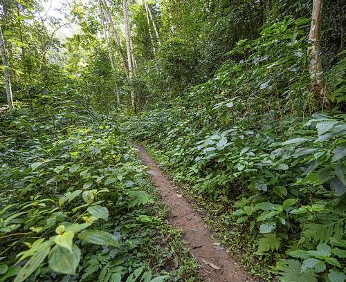 4-Days Mikumi and Udzungwa Mountain National Park Safari