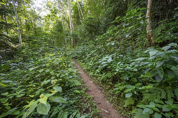 4-Days Mikumi and Udzungwa Mountain National Park Safari
