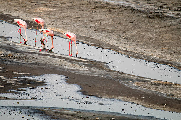 4-Day Tanzania Luxury Safari Package Tour from Moshi