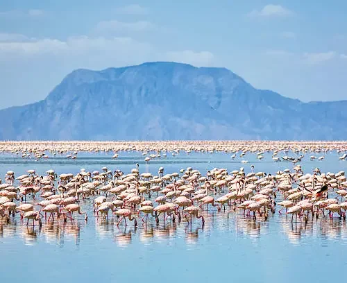 3-Days Tanzania Bird watching Safari