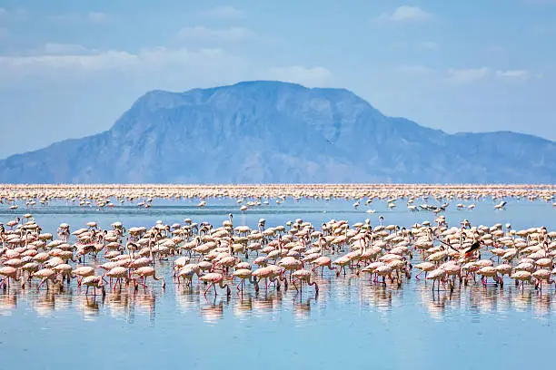 3-Days Tanzania Bird watching Safari