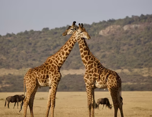 6 Days Tanzania Budget Camping Safari