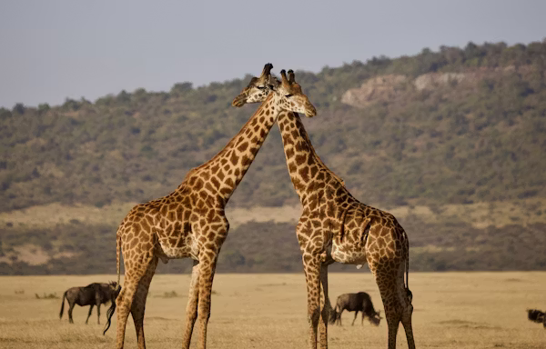 6 Days Tanzania Budget Camping Safari
