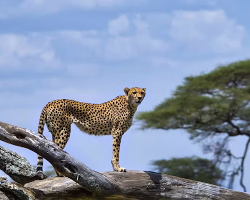 7-Day Tanzania Birding Safari.