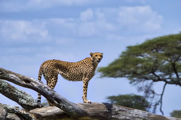7-Day Tanzania Birding Safari.