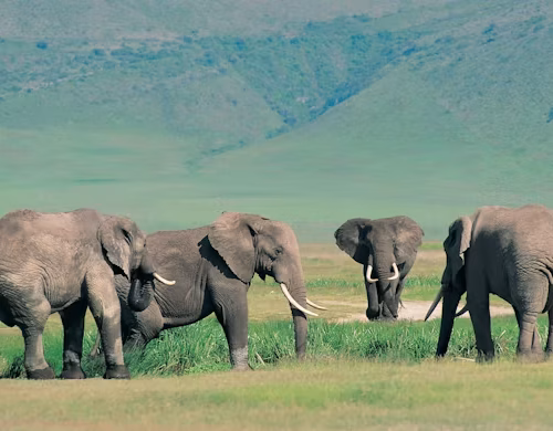 5 Day Semuliki, Amabere Caves and Queen Elizabeth Safari