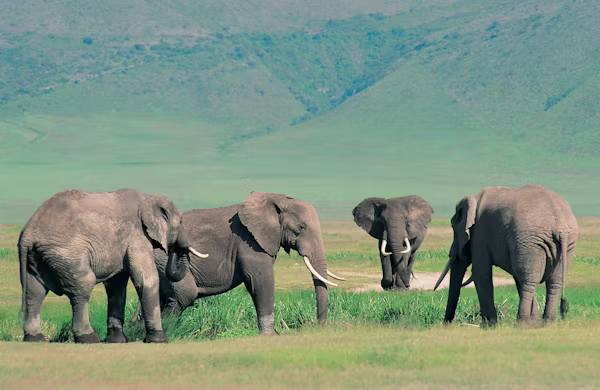 5 Day Semuliki, Amabere Caves and Queen Elizabeth Safari