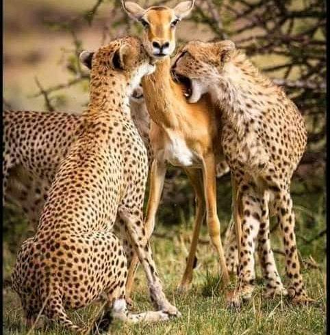 3-Days Mikumi National Park Safari from Dar es Salaam