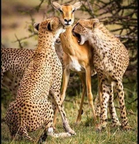 3-Days Mikumi National Park Safari from Dar es Salaam