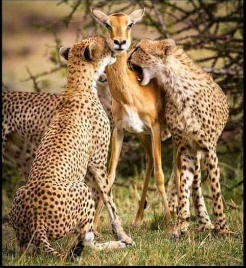 3-Days Mikumi National Park Safari from Dar es Salaam