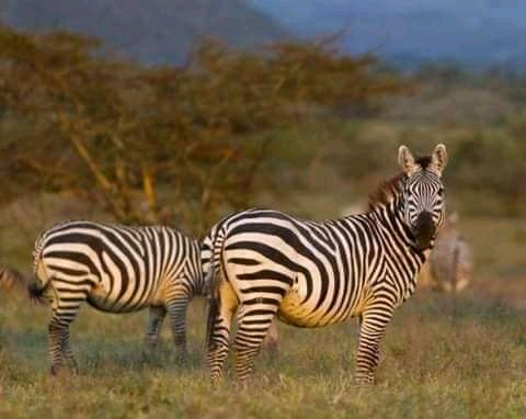 2 Days Tanzania Luxury Safari Package Itinerary
