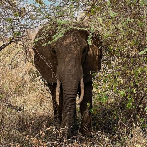 6 Days Tanzania Luxury Lodge Safari Package
