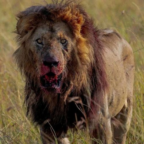 4 Days Serengeti Safari from Mwanza