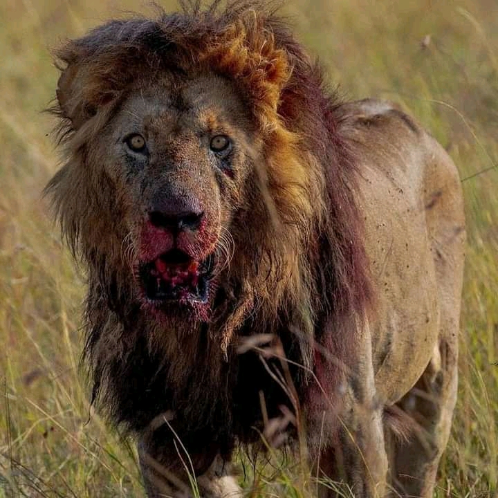 7-Day Kenya Luxury Safari