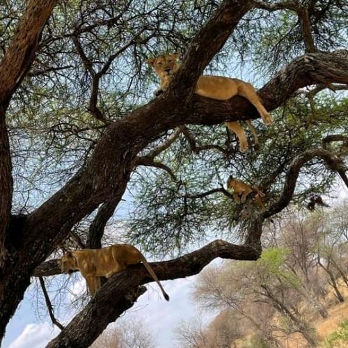 5-Day Bwindi Gorilla Tracking & Masai Mara Wildlife Safari from Entebbe