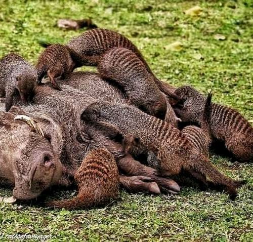 Nairobi National Park day trip