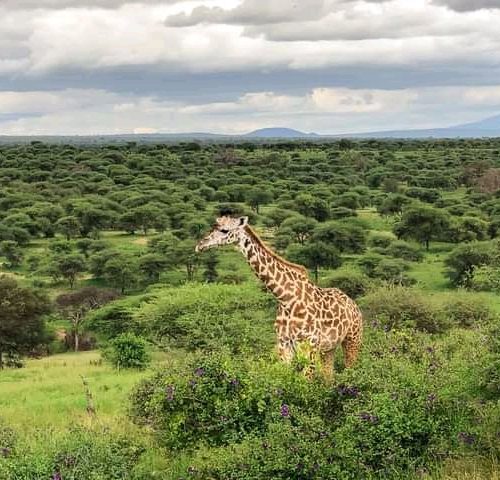 5-Day Kenya luxury safari
