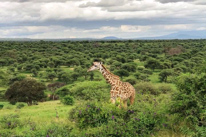 4 Days Mahale National Park Tanzania Luxury Safari