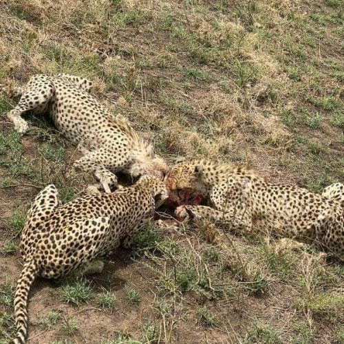 3 Days Tanzania group sharing safari Tour
