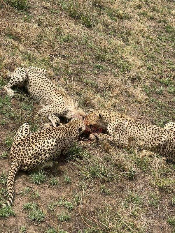 3 Days Tanzania group sharing safari Tour