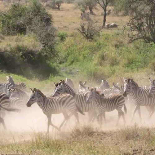 3 Days Tanzania group sharing safari Tour
